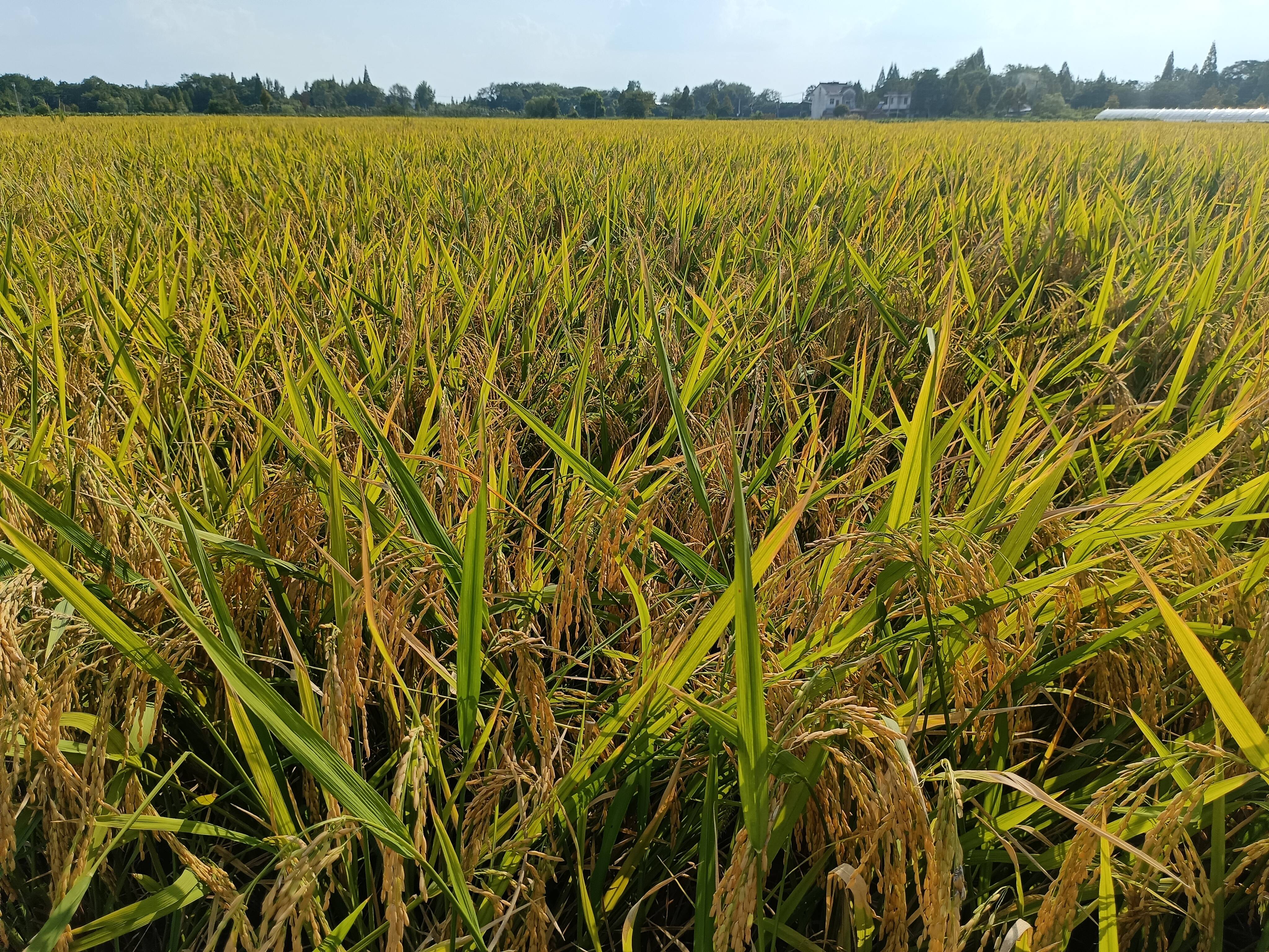 【大江看看】我市水稻有序抛秧再生稻莳植树模取得实效